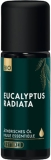 PHYTOMED Eucalyptus radiata Ätherisches Öl Bio, 10ml