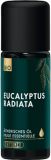 PHYTOMED Eucalyptus radiata Ätherisches Öl Bio, 10ml