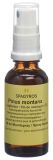 SPAGYROS GEMMO Pinus montana Glycerinmazerat D1, 30 ml
