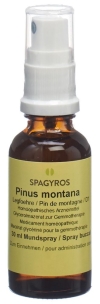 SPAGYROS GEMMO Pinus montana Glycerinmazerat D1, 30 ml