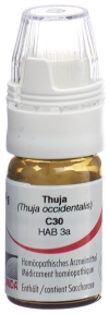 OMIDA thuja glob 30 C a doseur 4 g