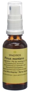 SPAGYROS GEMMO Pinus montana macérat de glycérine D1, 30 ml