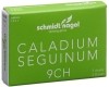 SN Caladium seguinum Glob CH 9 5 x 1 g
