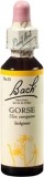 FLEURS DE BACH original gorse no13 20 ml