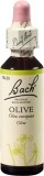 Bachblüten Original Olive No23