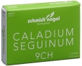 SN Caladium seguinum Glob CH 9 5 x 1 g