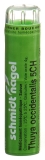 SN thuya occidentalis gran 5 CH 4 g