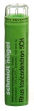 SN rhus toxicodendron gran 5 CH 4 g