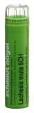 SN Lachesis muta Gran CH 5 4 g