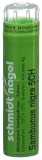 SN sambucus nigra gran 5 CH 4 g