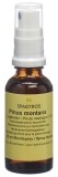 SPAGYROS GEMMO Pinus montana Glycerinmazerat D1, 30 ml