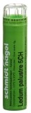 SN ledum palustre gran 5 CH 4 g