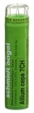 SN Allium cepa Gran CH 7 4 g