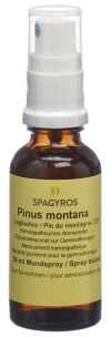 SPAGYROS GEMMO Pinus montana Glycerinmazerat D1, 30 ml