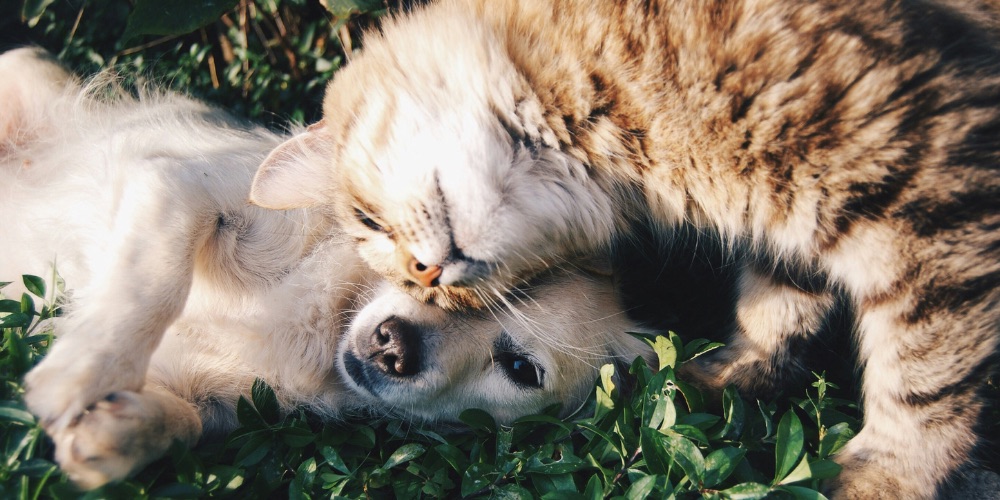 Le 1er août et le stress chez les animaux domestiques