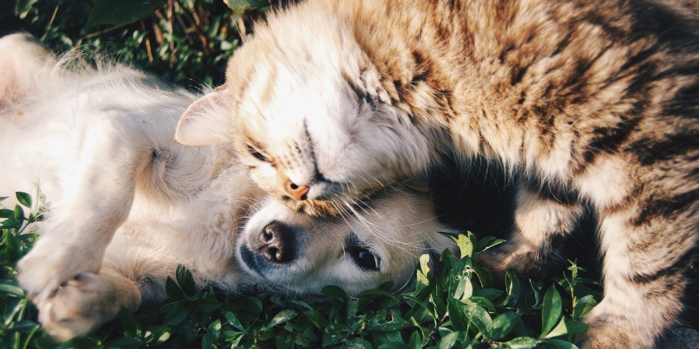 Le 1er août et le stress chez les animaux domestiques