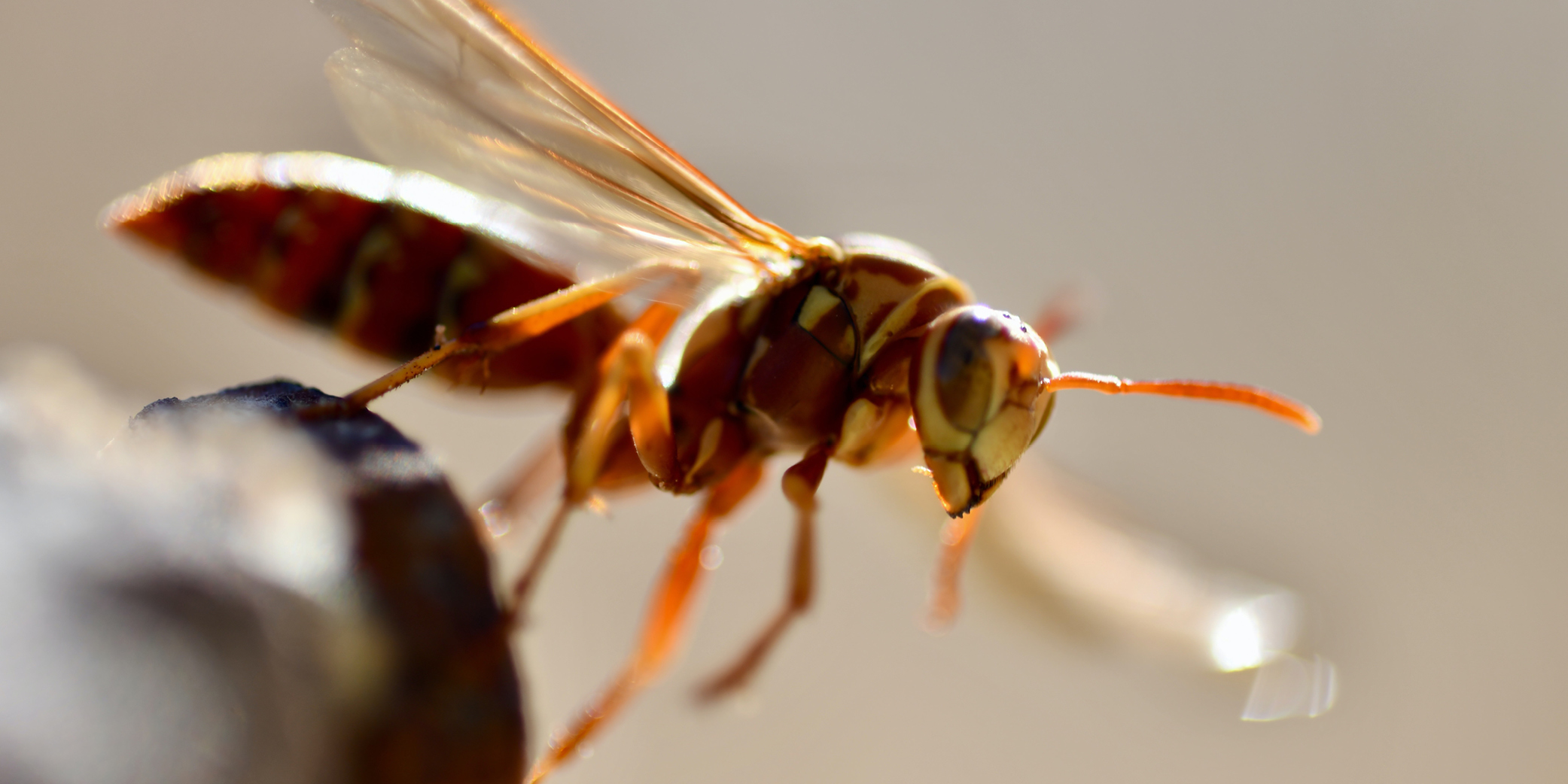 Insektenstiche