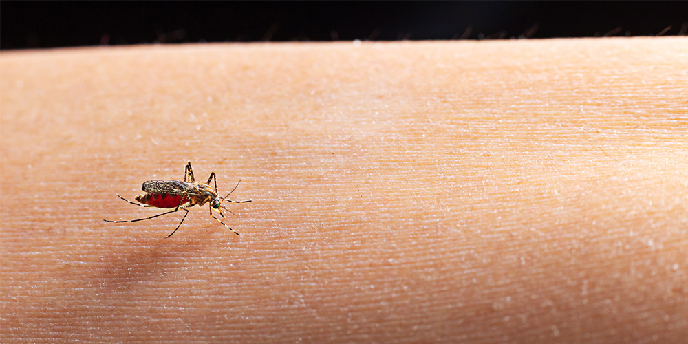 Kindernotfall Insektenstiche