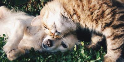 Le 1er août et le stress chez les animaux domestiques