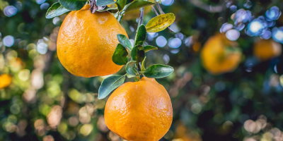Ätherische Öle: Mandarinenöl rot (Citrus reticulata) 