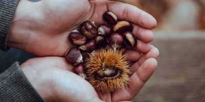 Marroni – kalorienarmer und vitaminreicher Herbstgenuss