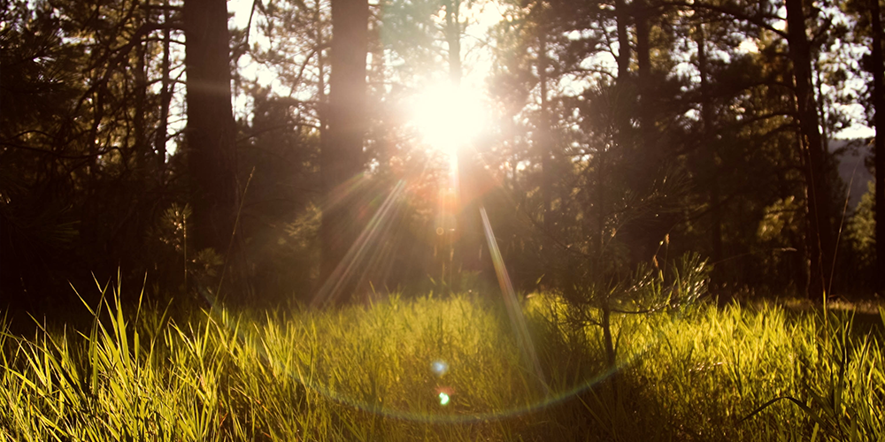 Vitamin D – das Sonnenvitamin