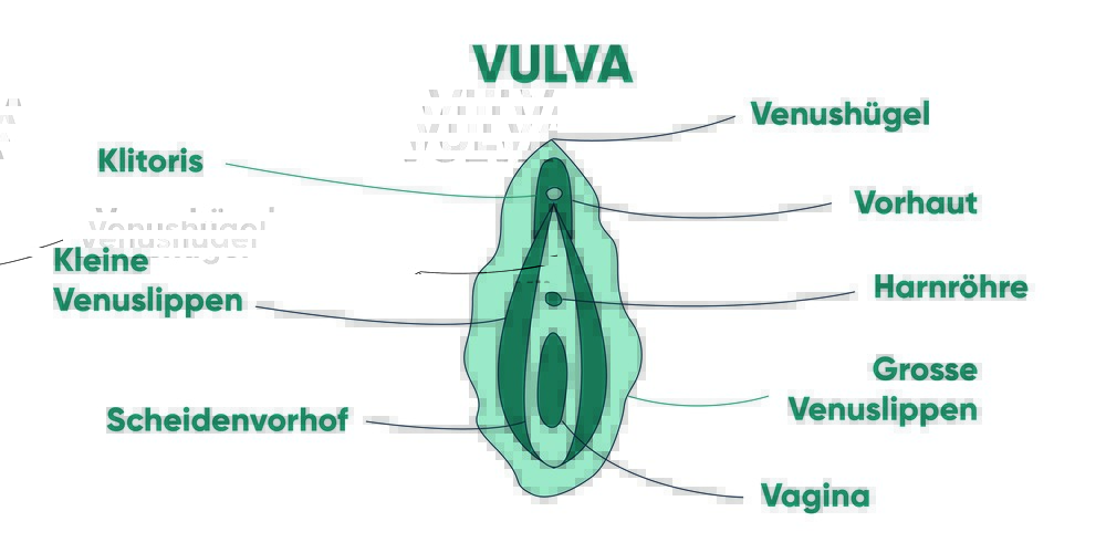 Vulva